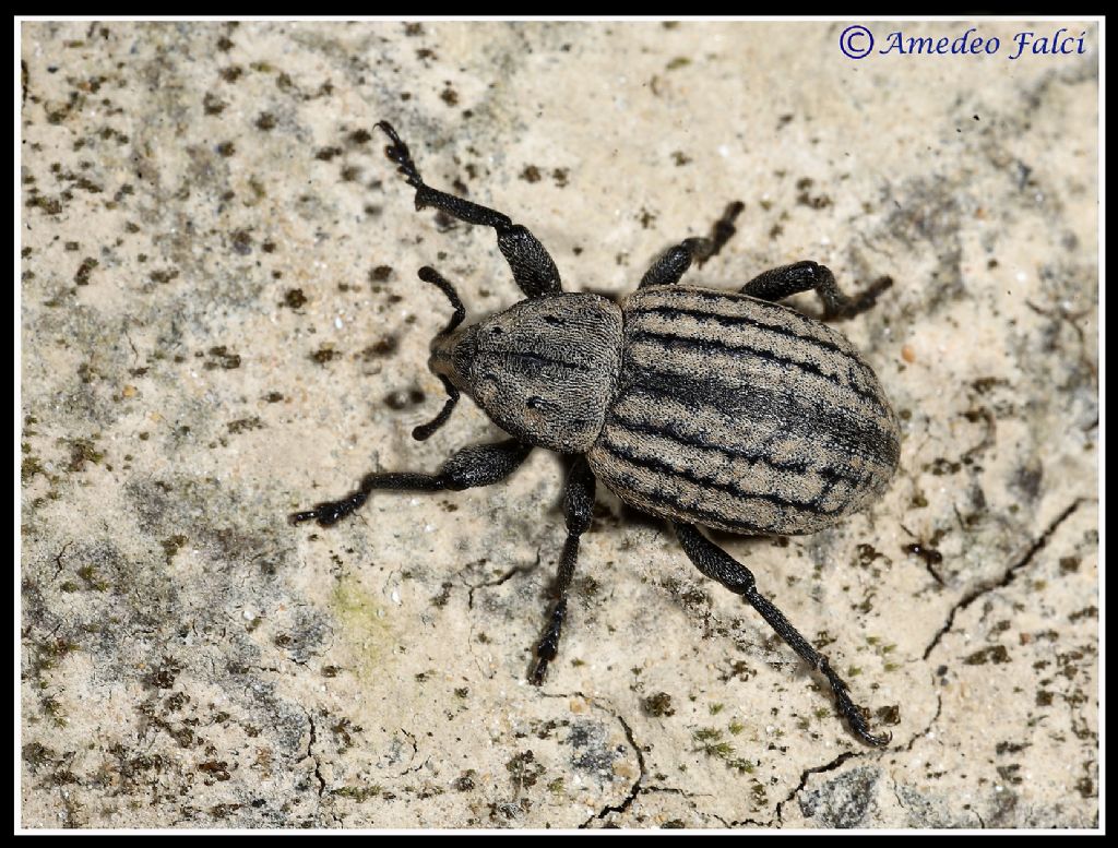 Anisorhynchus barbarus subsp. sturmi da confermare.